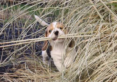 Welpe frisst Pflanzen an